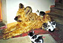Griffith et ses amis (� la maison)