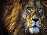 Animaux