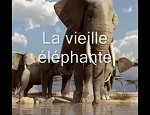 La vieille �l�phante